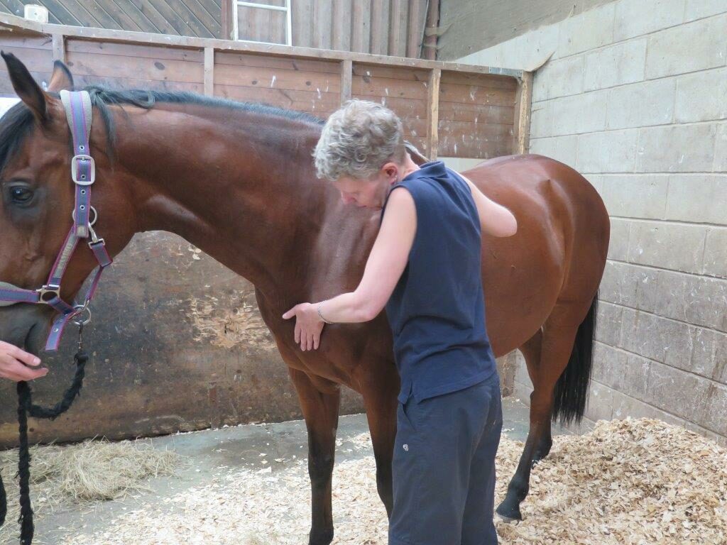 Robyn Harris massaging a horse at a rescue centre