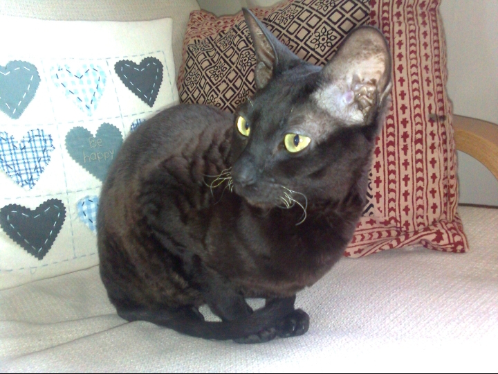 Kali Kat not long after she came to live with us