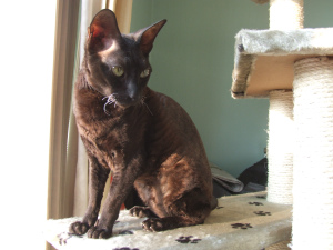 Kali on her favourite perch