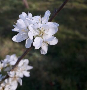 white flowers of damson blossom - taken here at Equenergy: Wellbeing Naturally