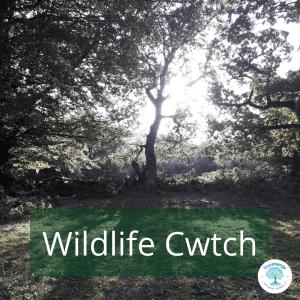 trees forming a boundary to a field, backlit by morning sunshine - taken here at Equenergy: Wellbeing Naturally
