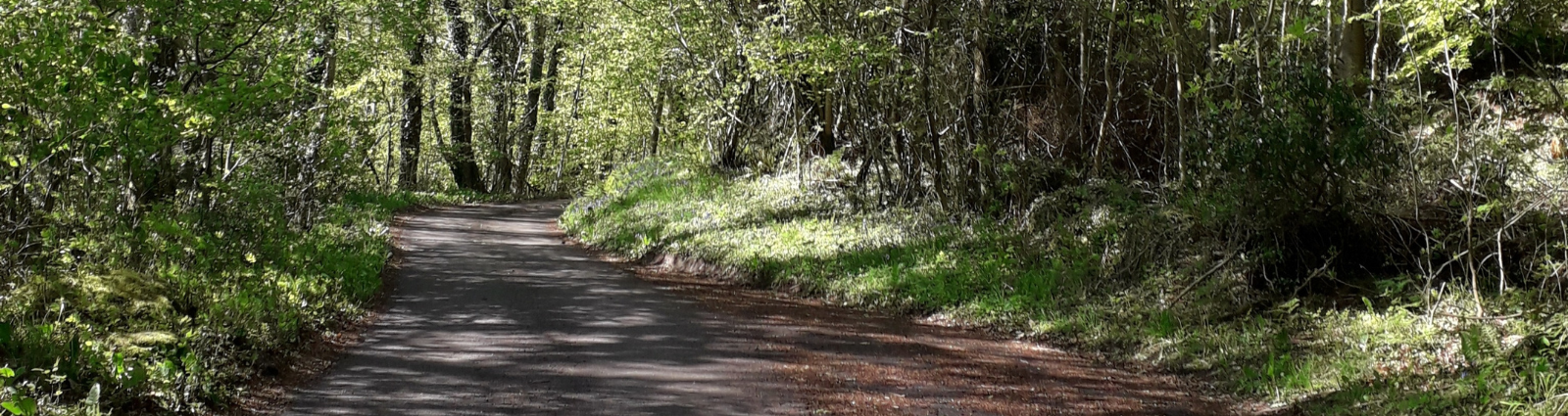 Oak Lane leading up to W·I·L·D® Wellbeing