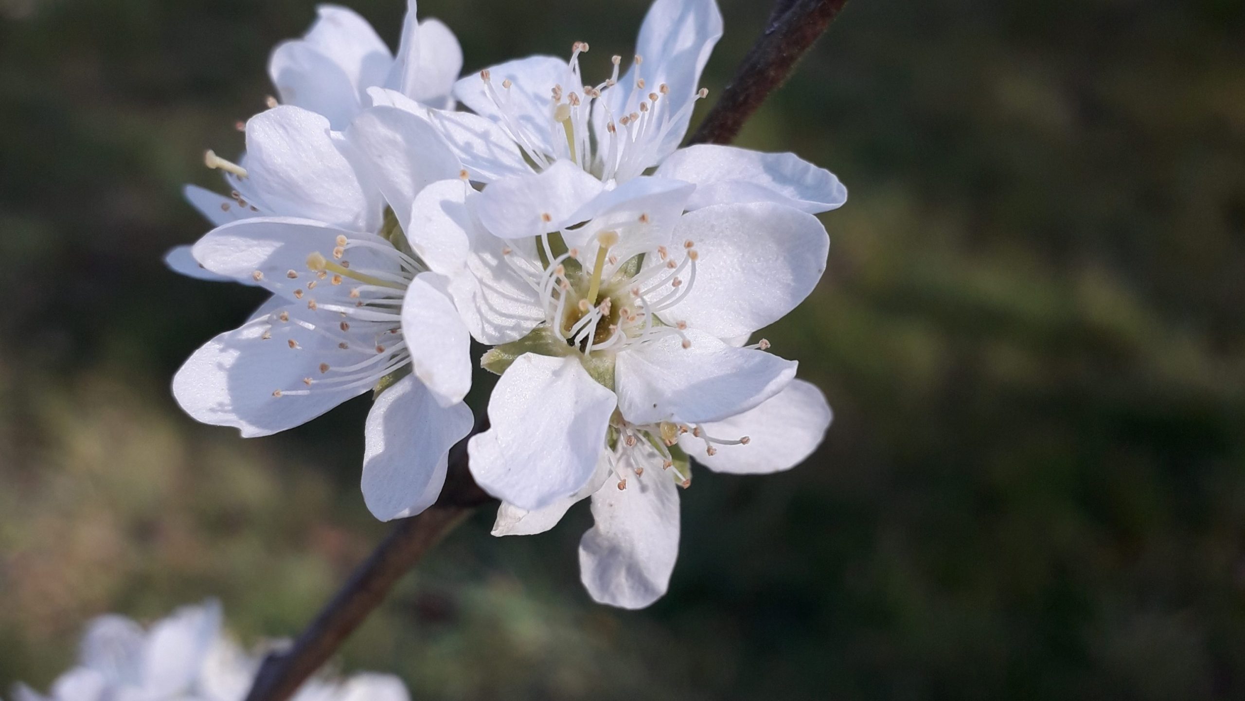 damson blossom at W·I·L·D® Wellbeing