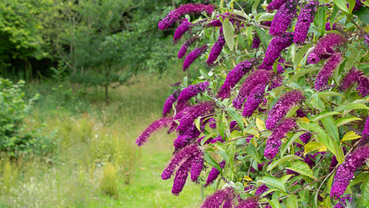 buddleia bush at W·I·L·D® Wellbeing
