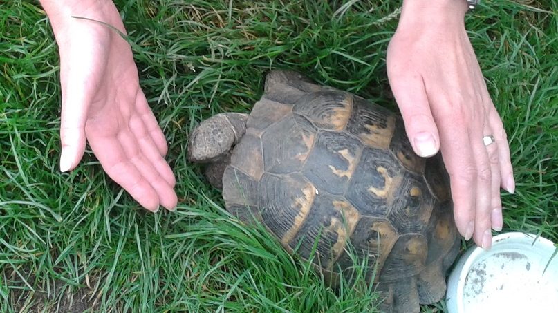Robyn offering energy healing to a range of animals: Dax, one of the horses who live at W·I·L·D®, a tortoise and an Afghan hound 