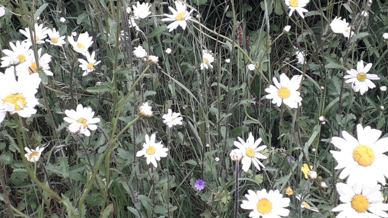 ox-eye daisies at W·I·L·D® Wellbeing