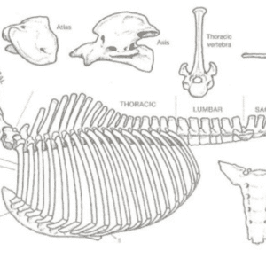 If Horses Could Talk - module 1