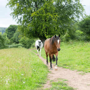 If Horses Could Talk... module 3