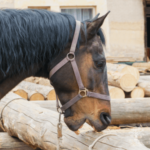 If Horses Could Talk... module 4