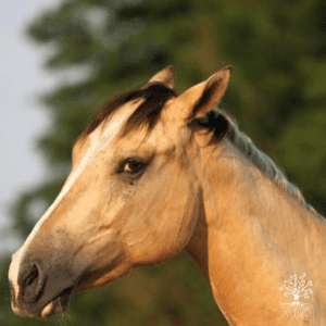 If Horses Could Talk... module 6