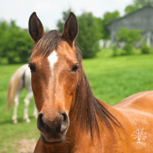 If Horses Could Talk... module 7
