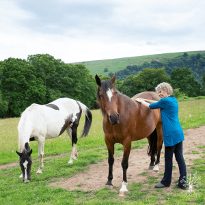 If Horses Could Talk