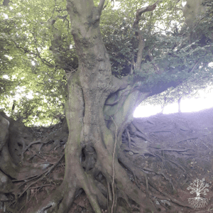 Guided Meditation - Staying Grounded and Centered