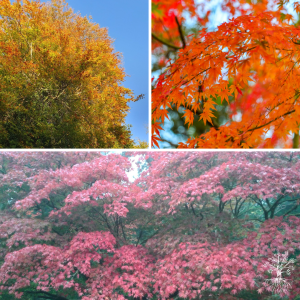 Guided Meditation - Gracefully Navigate Change