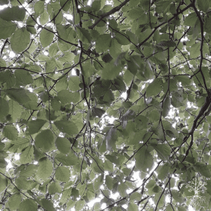 Guided Meditation - Embrace Your Sovereign Energy