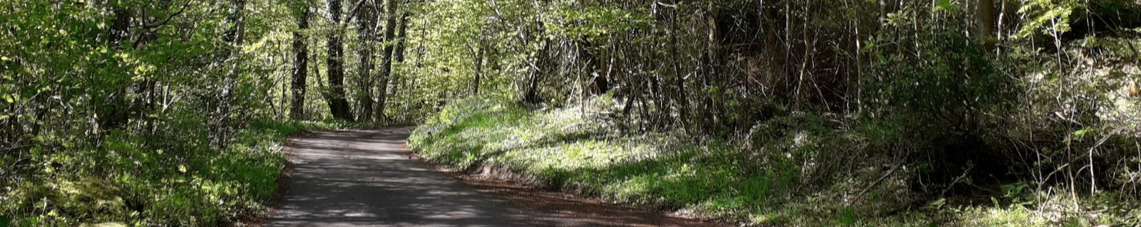 Start your W·I·L·D® healing journey - the lane up to W·I·L·D® Wellbeing