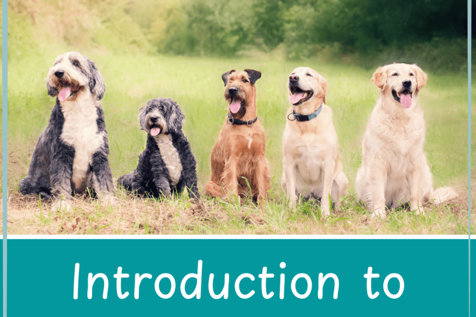 a row of 5 assorted dogs sitting on grass with trees in the background. Text: Introduction to Energy Healing